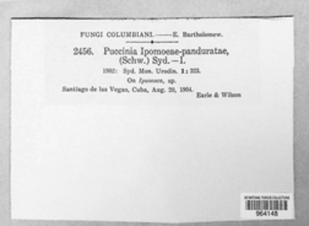 Puccinia crassipes image